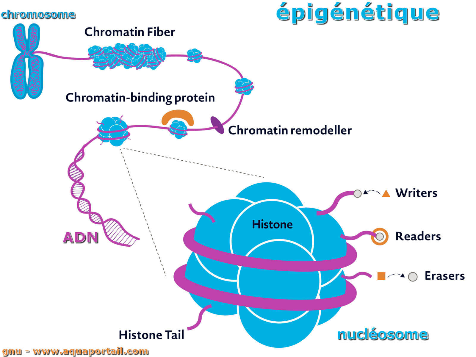Mécanismes épigénétiques