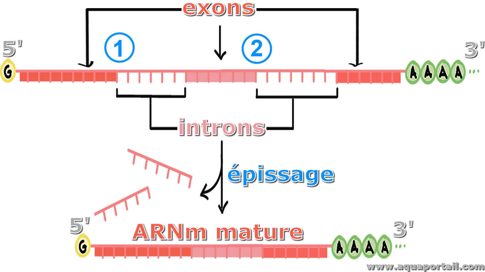 Introns illustration
