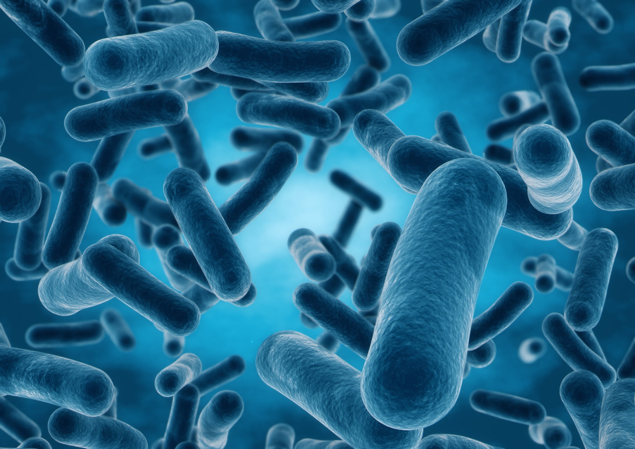 Lactobacillus
