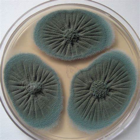 Penicillium