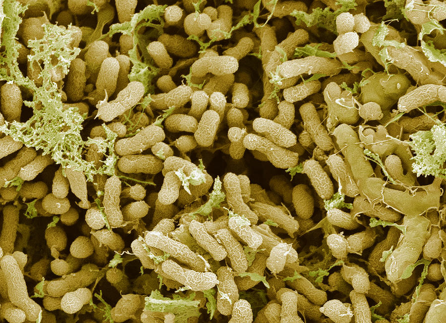 Rhizobium